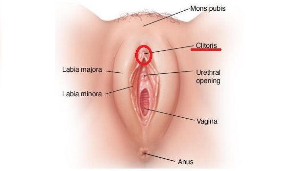 clitoris 