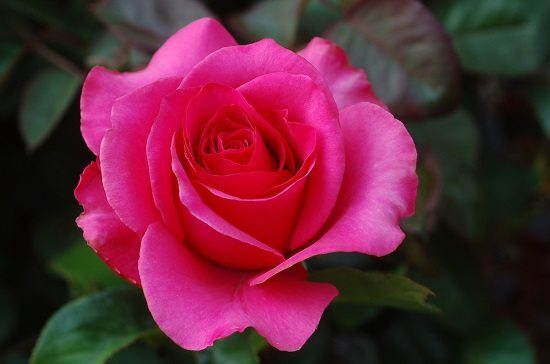 Offrir-une-rose-signification